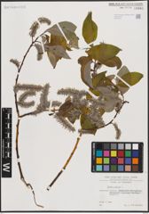 Foto von Salix caprea L.